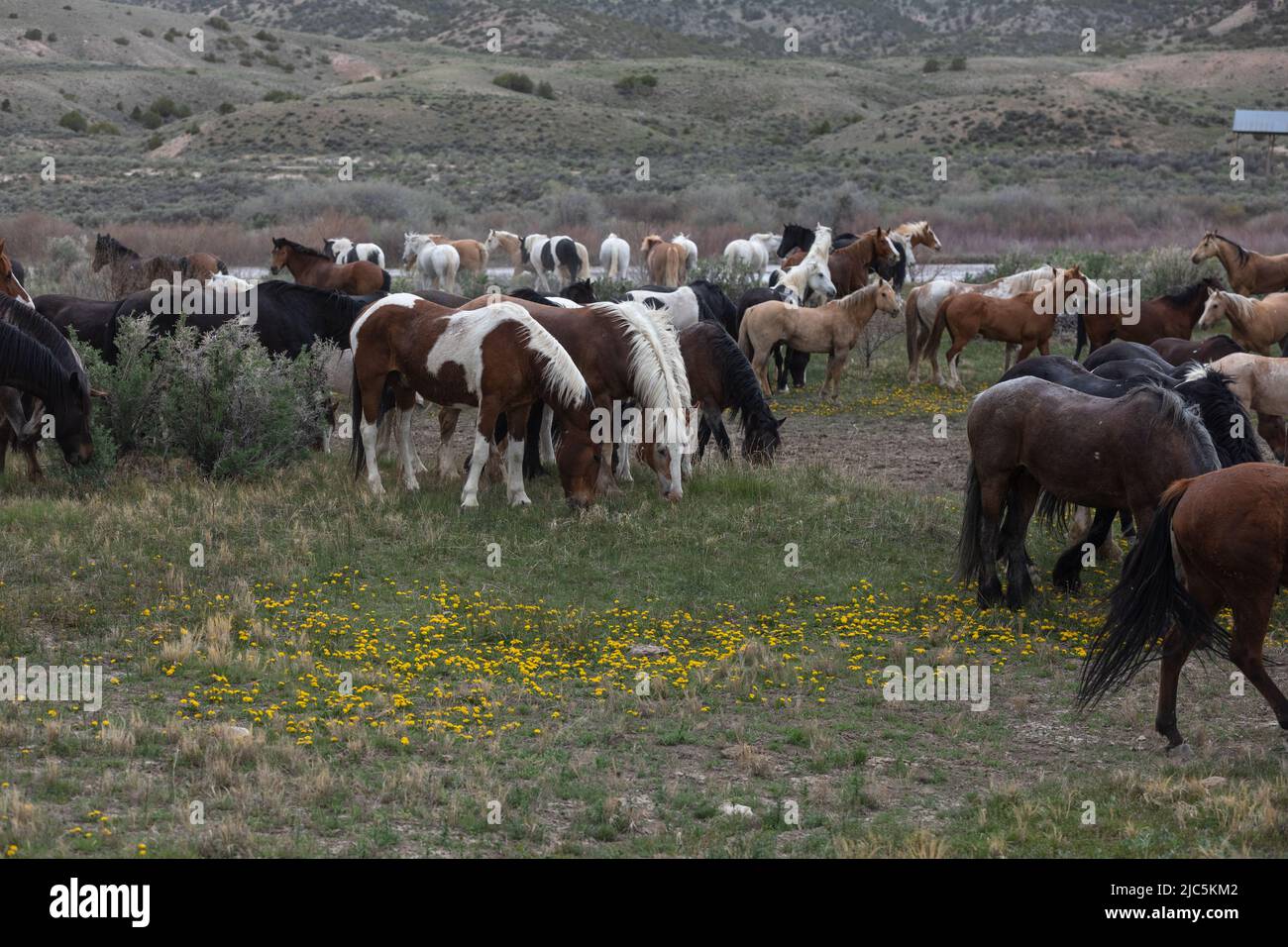 Herde von Ranch-Sattelpferden, die auf die Sommerweide verlegt werden Stockfoto