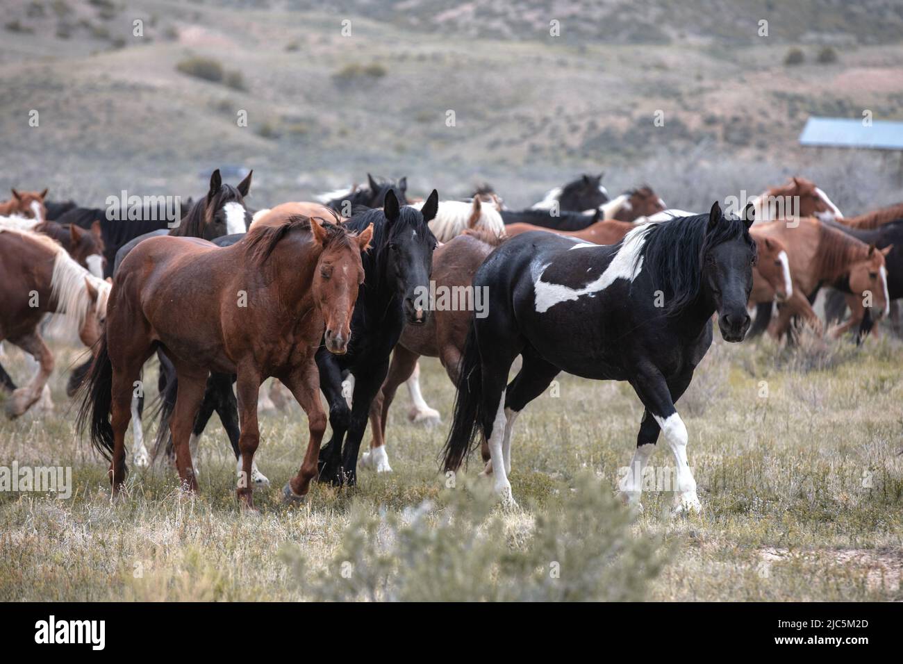 Herde von Ranch-Sattelpferden, die auf die Sommerweide verlegt werden Stockfoto