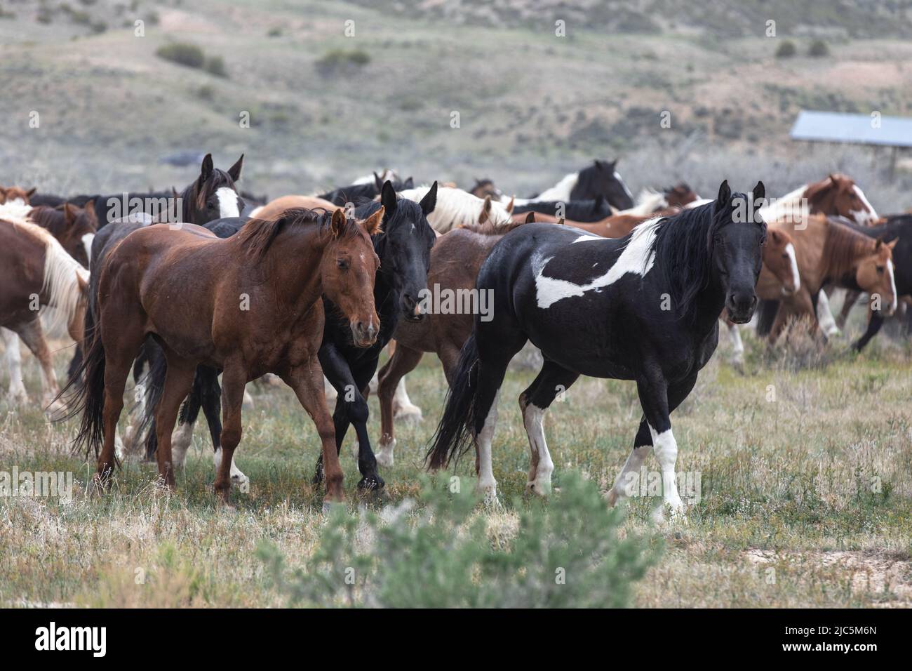 Herde von Ranch-Sattelpferden, die auf die Sommerweide verlegt werden Stockfoto