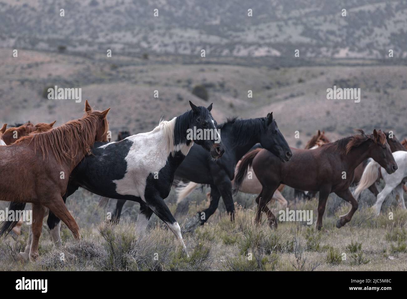 Herde von Ranch-Sattelpferden, die auf die Sommerweide verlegt werden Stockfoto