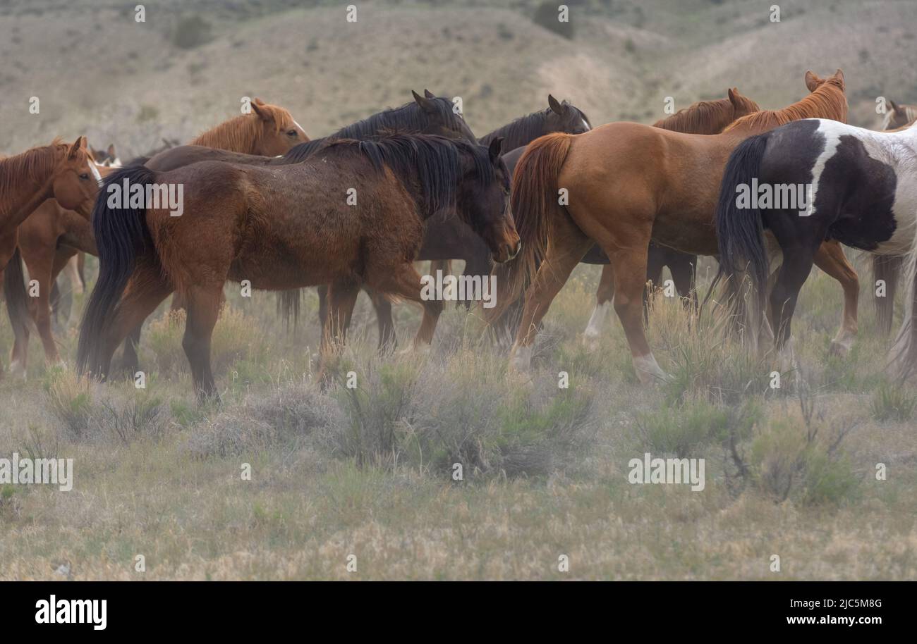 Herde von Ranch-Sattelpferden, die auf die Sommerweide verlegt werden Stockfoto