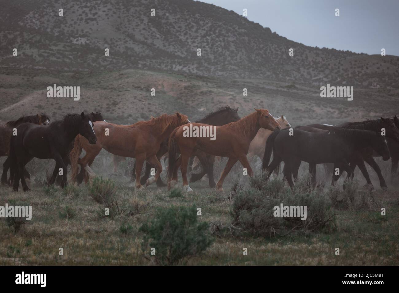 Herde von Ranch-Sattelpferden, die auf die Sommerweide verlegt werden Stockfoto