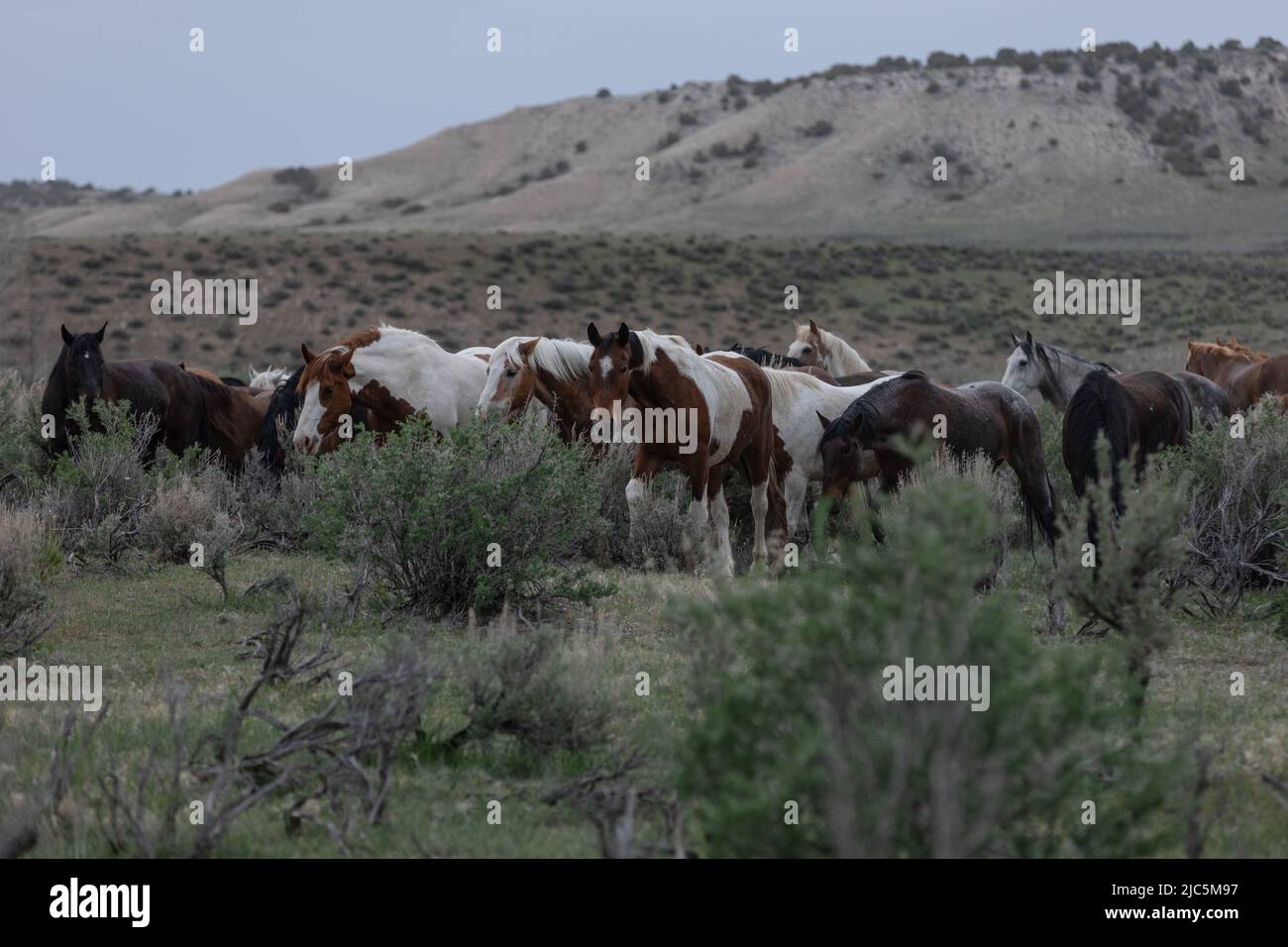 Herde von Ranch-Sattelpferden, die auf die Sommerweide verlegt werden Stockfoto