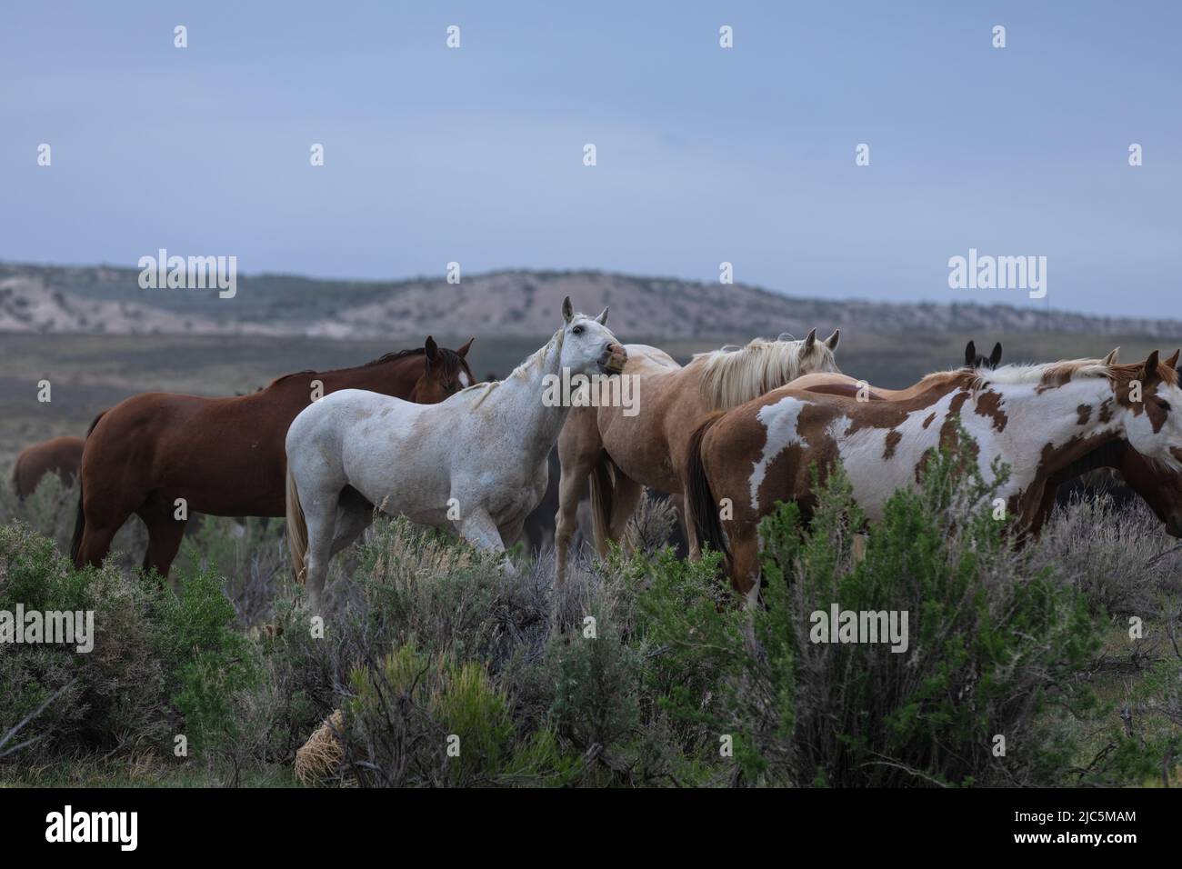 Herde von Ranch-Sattelpferden, die auf die Sommerweide verlegt werden Stockfoto
