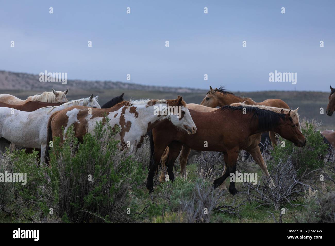 Herde von Ranch-Sattelpferden, die auf die Sommerweide verlegt werden Stockfoto