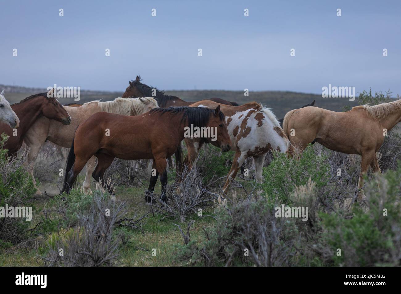 Herde von Ranch-Sattelpferden, die auf die Sommerweide verlegt werden Stockfoto