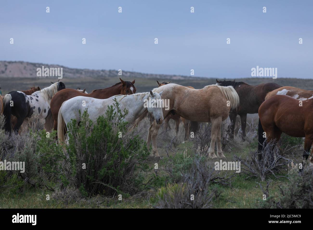 Herde von Ranch-Sattelpferden, die auf die Sommerweide verlegt werden Stockfoto