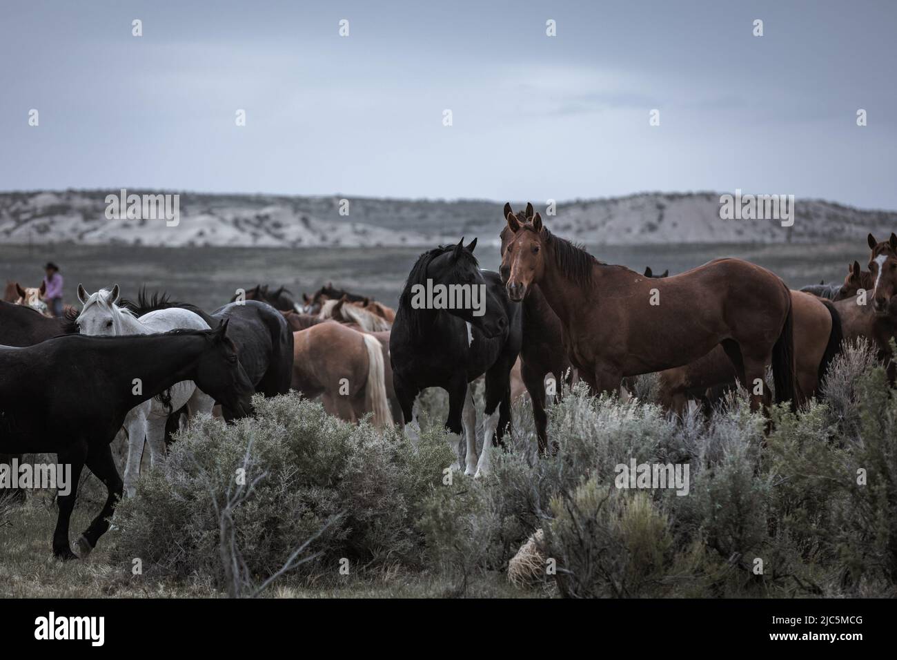 Herde von Ranch-Sattelpferden, die auf die Sommerweide verlegt werden Stockfoto