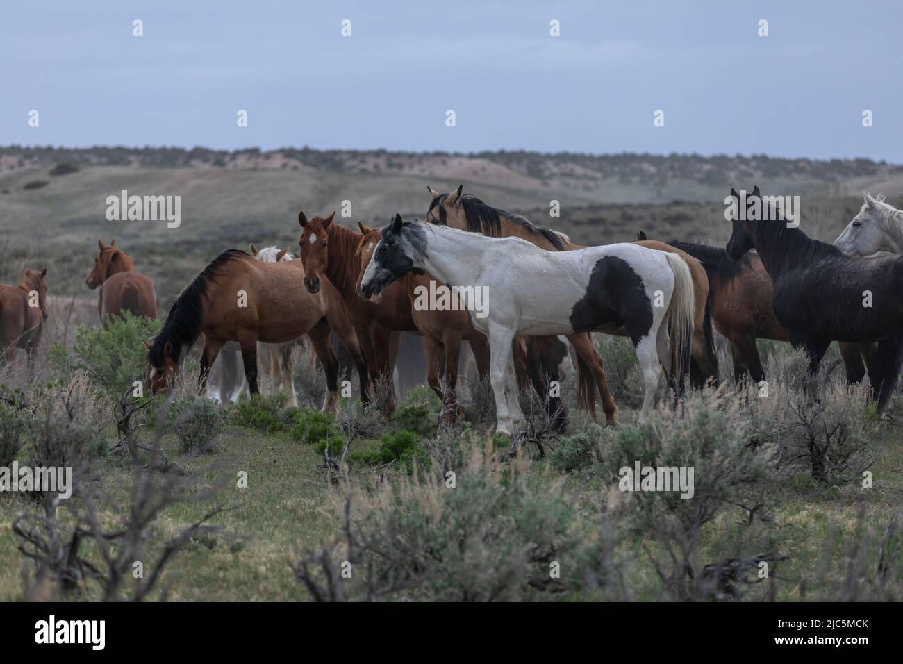 Herde von Ranch-Sattelpferden, die auf die Sommerweide verlegt werden Stockfoto
