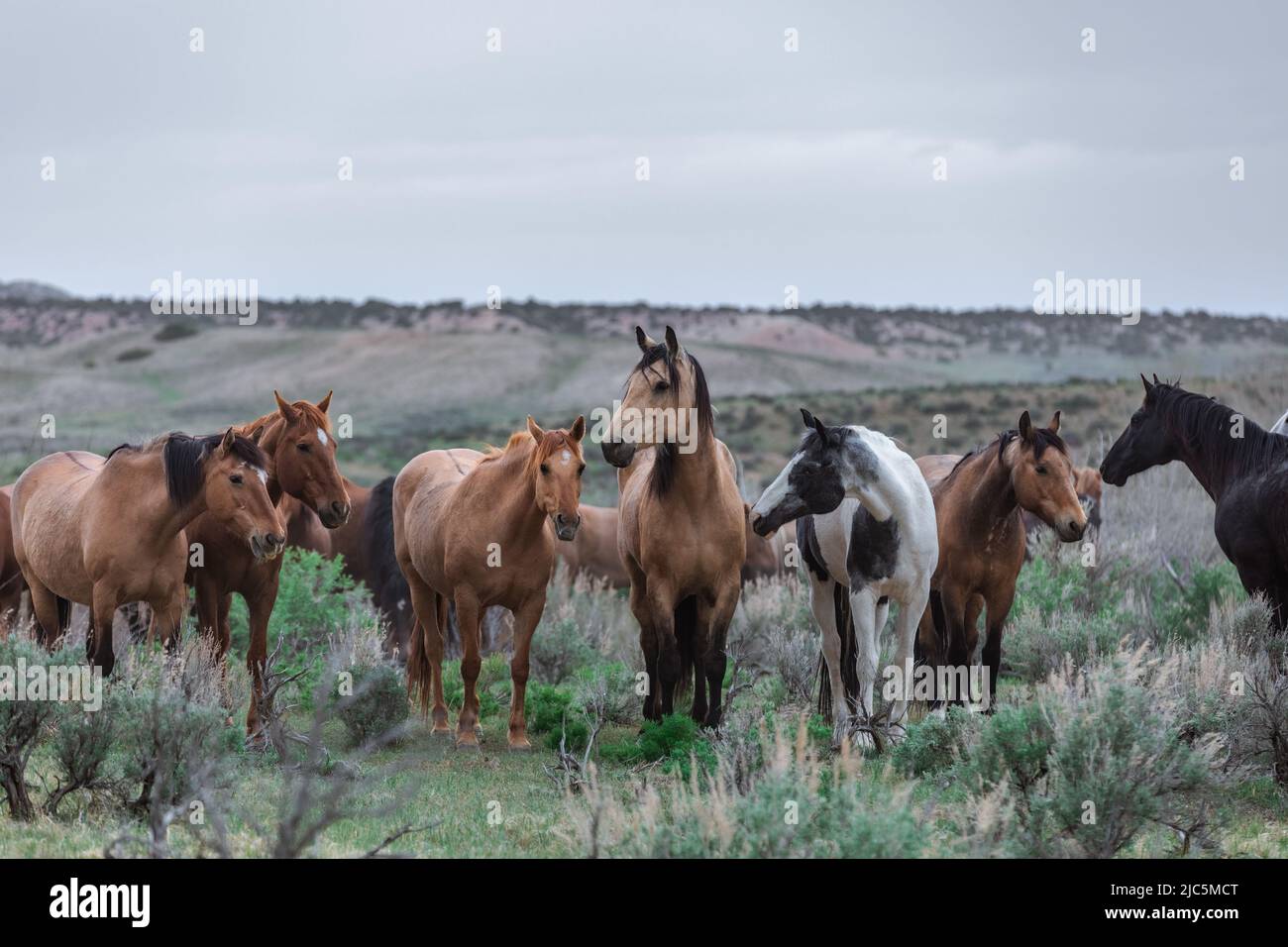 Herde von Ranch-Sattelpferden, die auf die Sommerweide verlegt werden Stockfoto