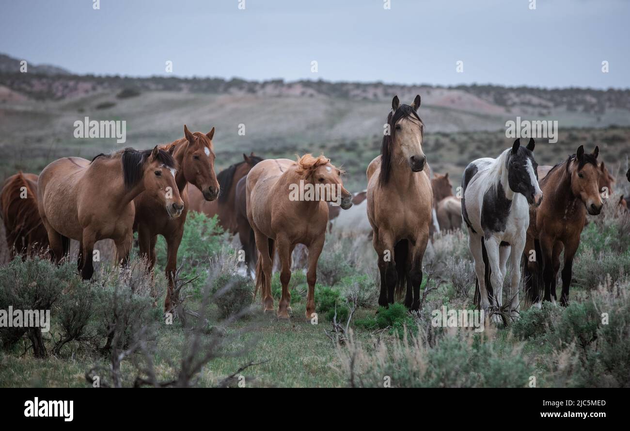 Herde von Ranch-Sattelpferden, die auf die Sommerweide verlegt werden Stockfoto
