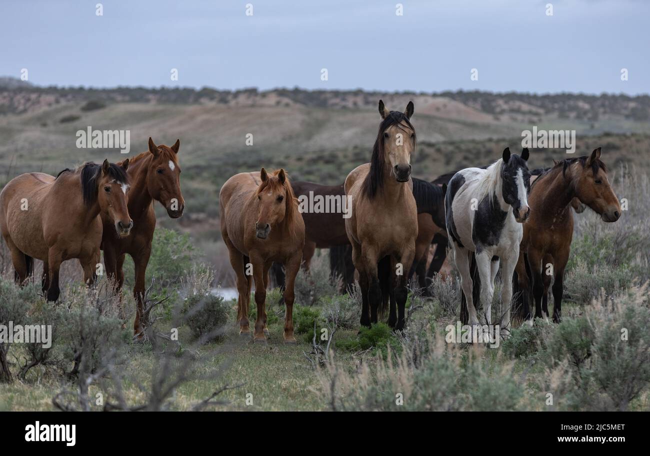 Herde von Ranch-Sattelpferden, die auf die Sommerweide verlegt werden Stockfoto