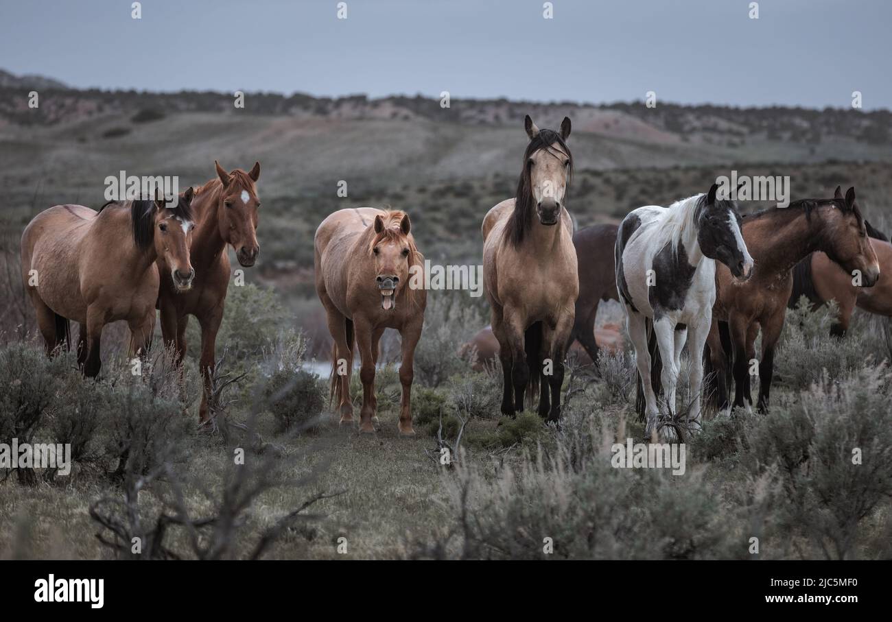 Herde von Ranch-Sattelpferden, die auf die Sommerweide verlegt werden Stockfoto
