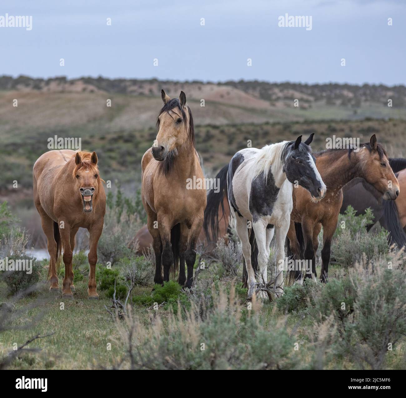 Herde von Ranch-Sattelpferden, die auf die Sommerweide verlegt werden Stockfoto