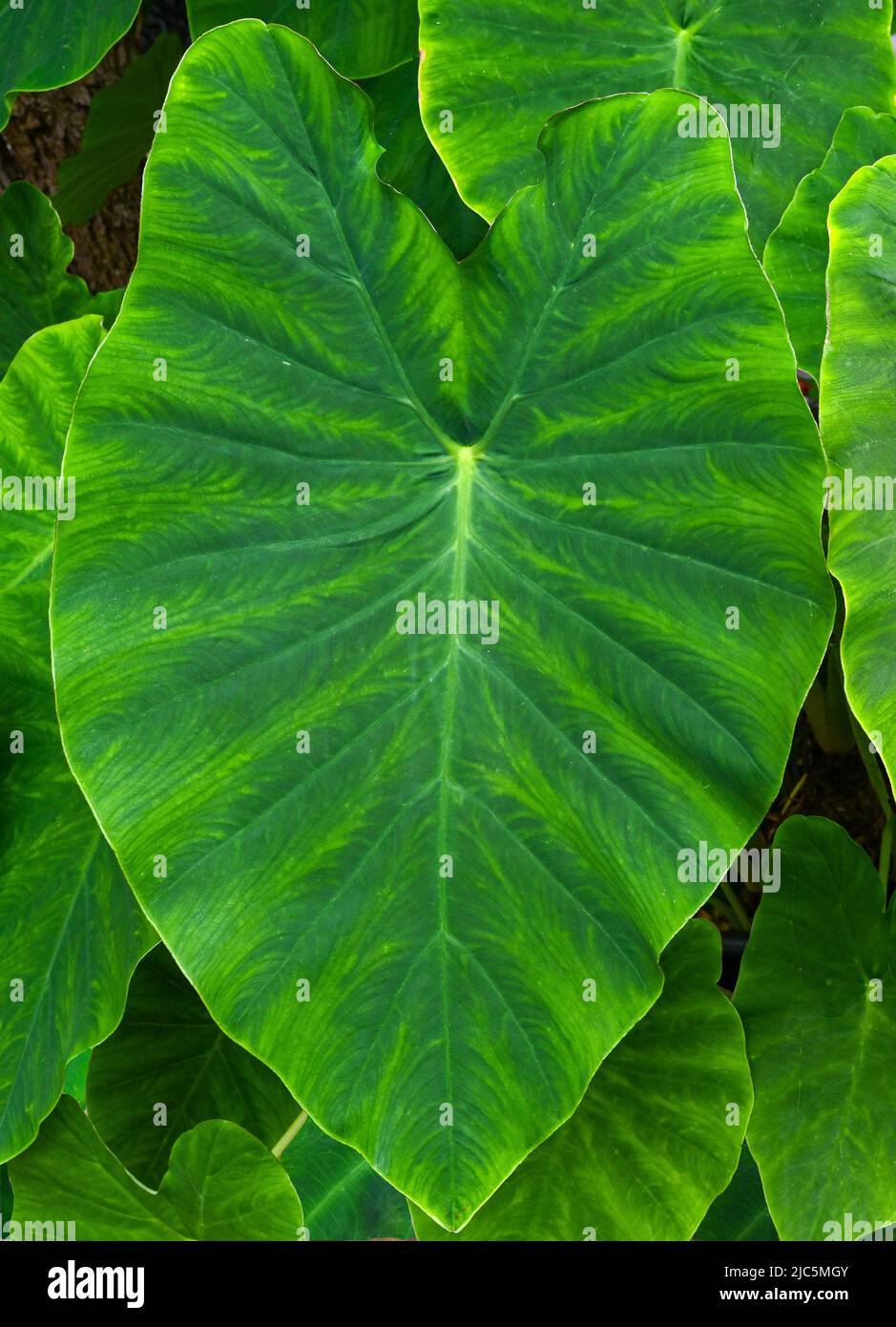 Blätter von Taro, Coco Yam oder Eddoe (Colocasia esculenta) Stockfoto