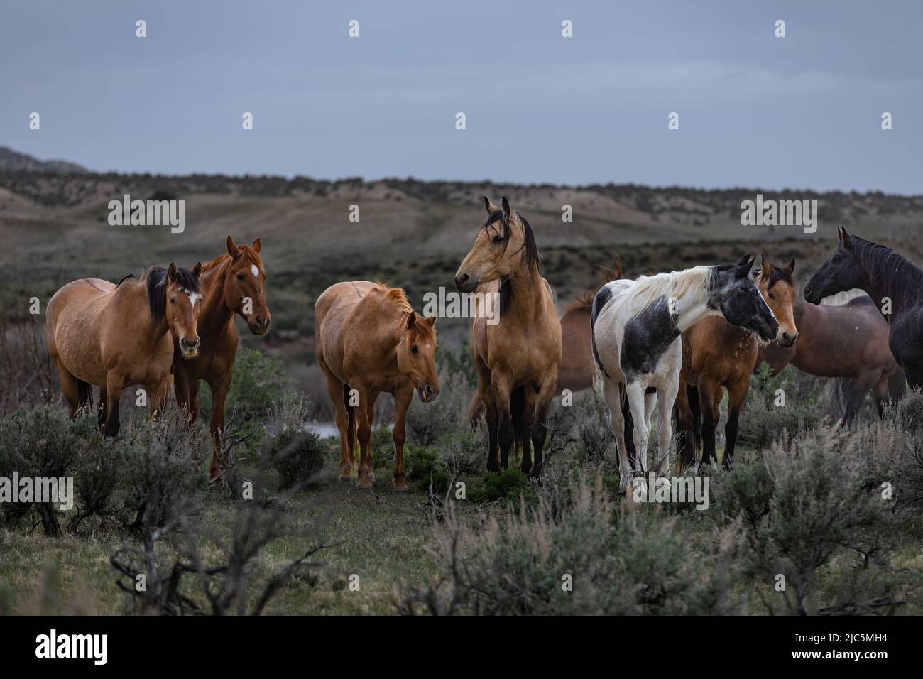 Herde von Ranch-Sattelpferden, die auf die Sommerweide verlegt werden Stockfoto
