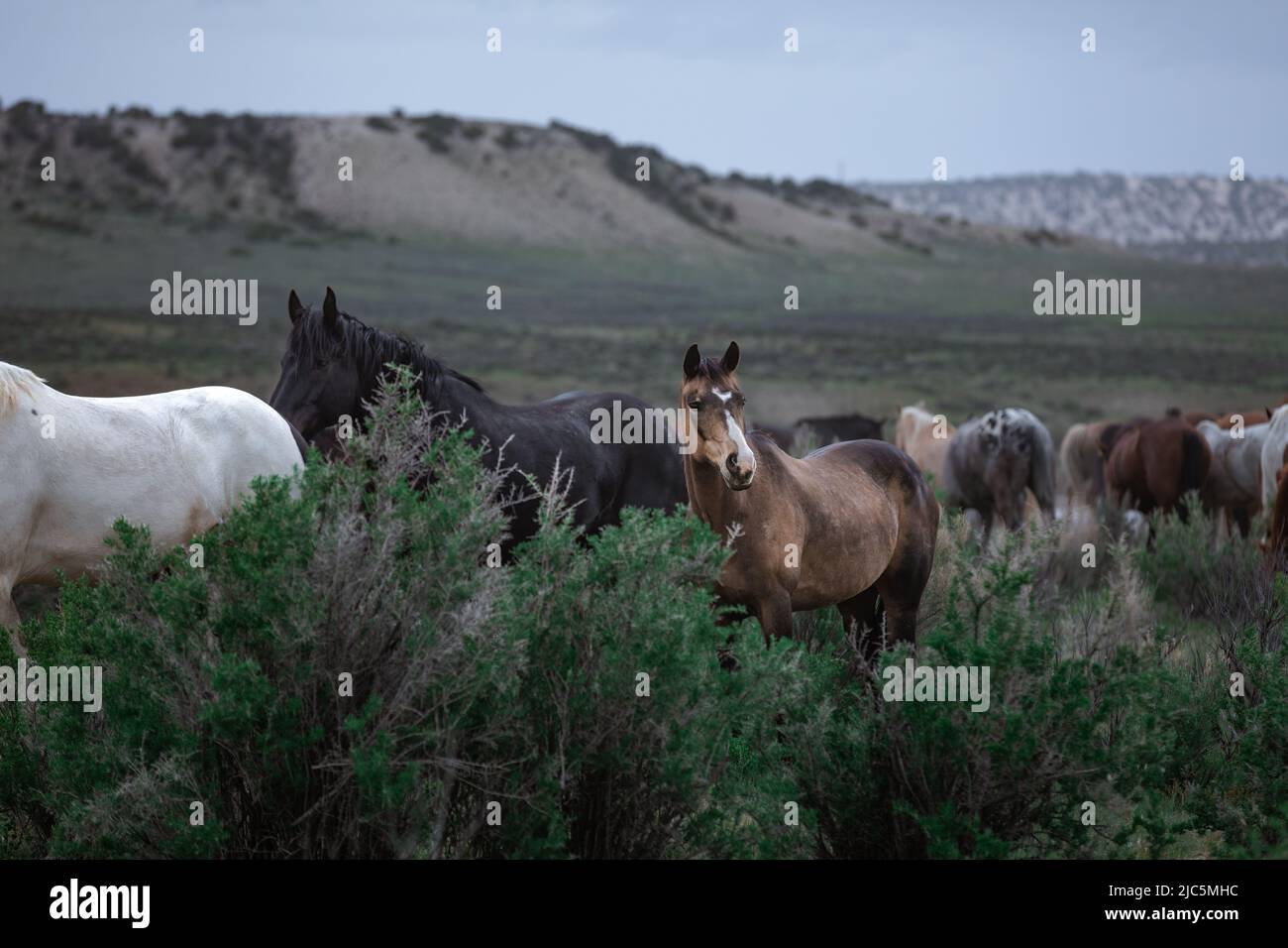 Herde von Ranch-Sattelpferden, die auf die Sommerweide verlegt werden Stockfoto