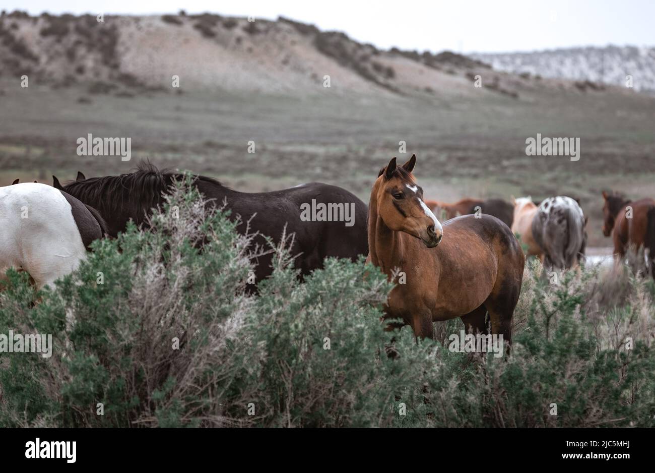 Herde von Ranch-Sattelpferden, die auf die Sommerweide verlegt werden Stockfoto