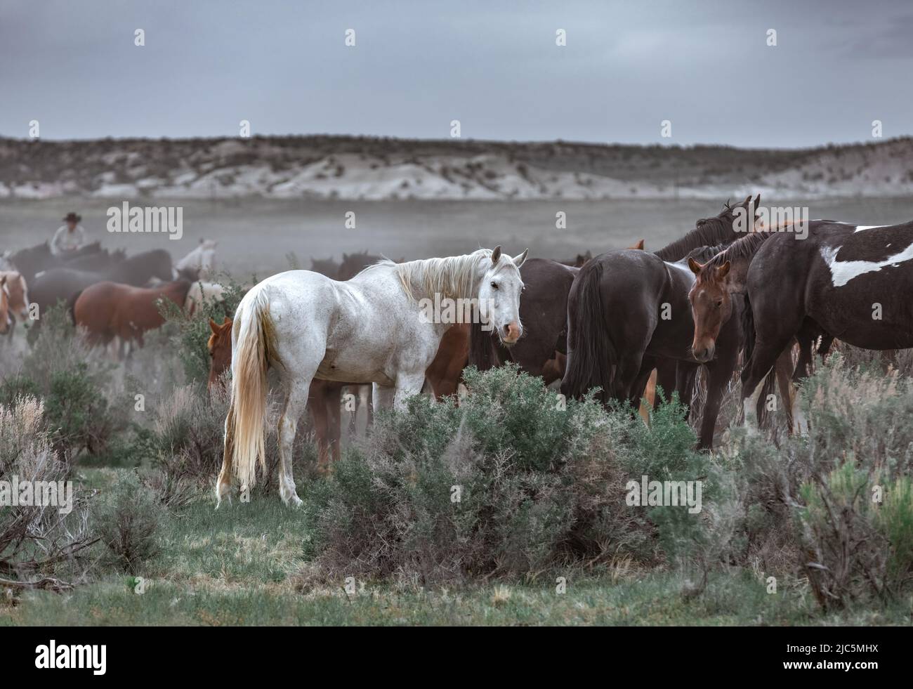 Herde von Ranch-Sattelpferden, die auf die Sommerweide verlegt werden Stockfoto