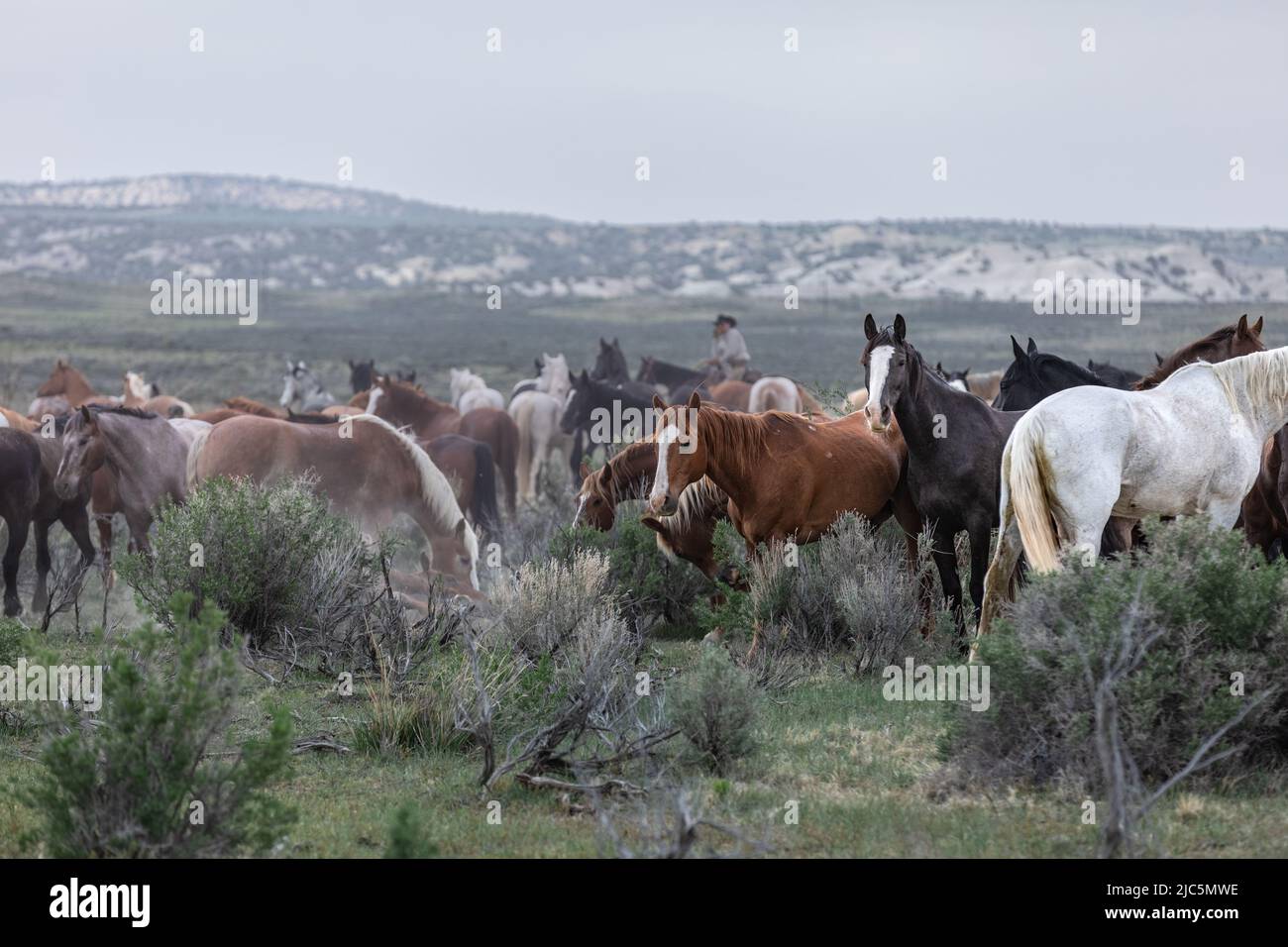 Herde von Ranch-Sattelpferden, die auf die Sommerweide verlegt werden Stockfoto
