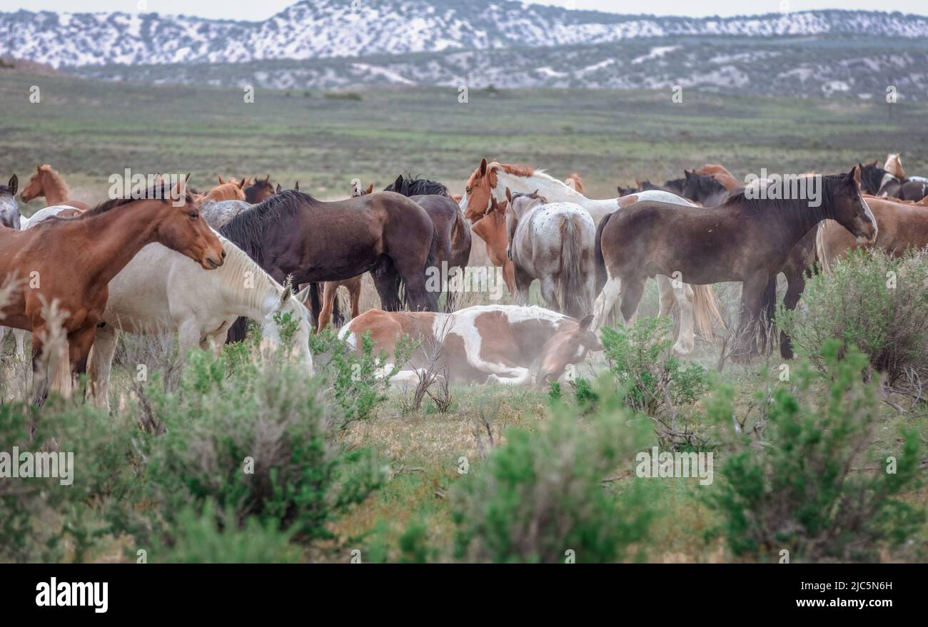 Herde von Ranch-Sattelpferden, die auf die Sommerweide verlegt werden Stockfoto