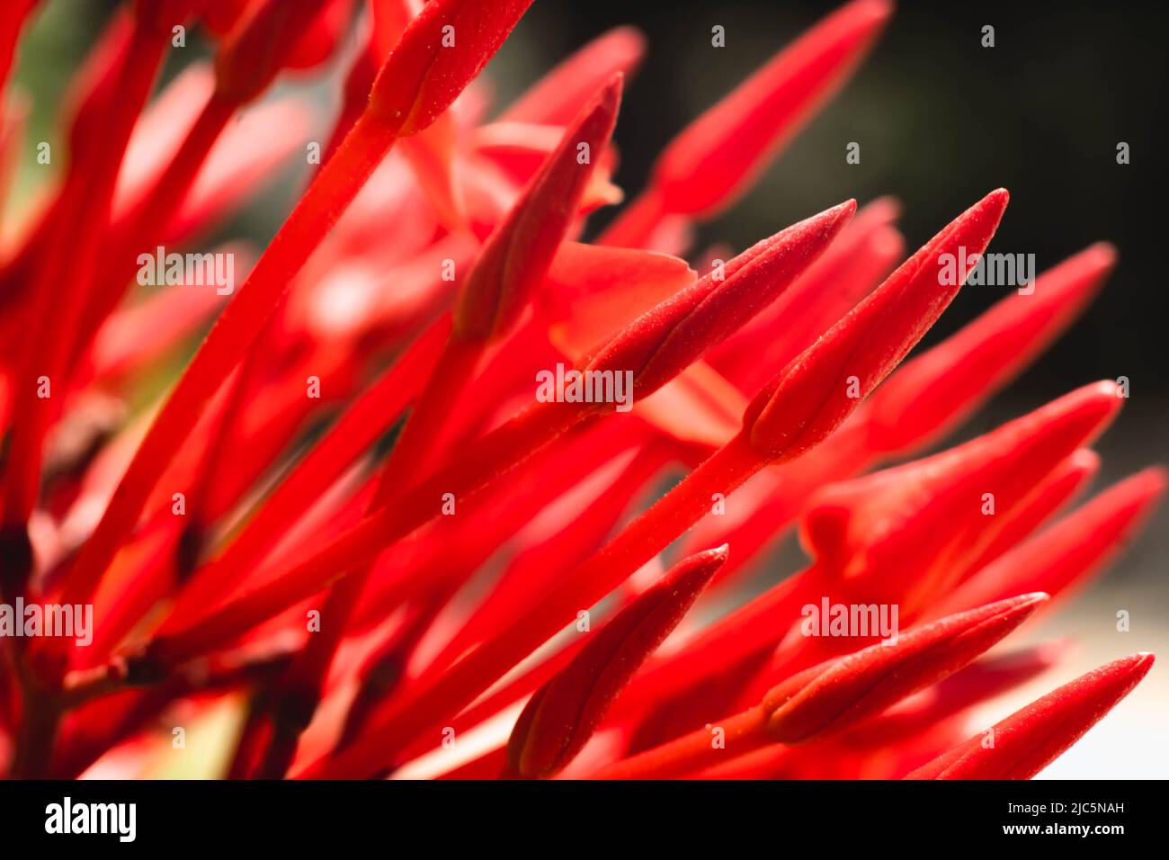 Makro abstrakt real Schönheit Natur niedlich Hintergrund. Kleine leuchtend rote Knospen Blütenblätter blühen von Santan Ixora Dschungel Geranium Blume Garten Pflanze, scharf Stockfoto