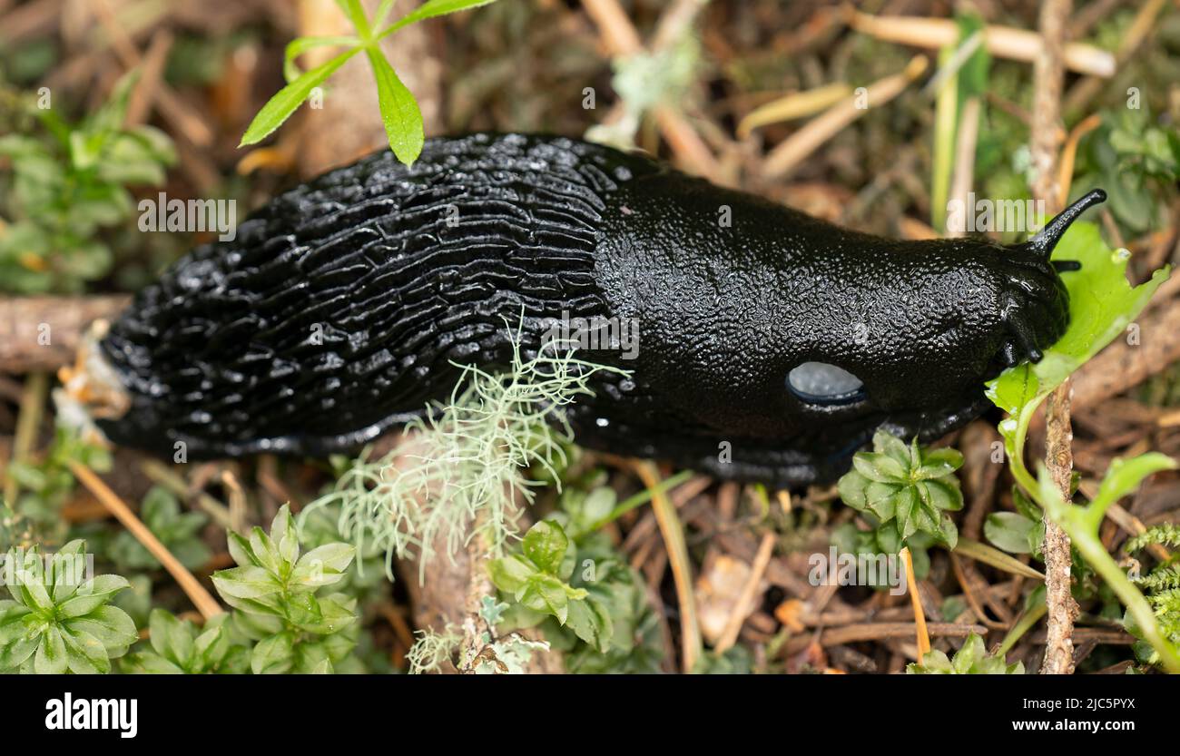Eine schwarze Schnecke (Arion ater) auf einem Waldboden auf Galiano Island, British Columbia, Kanada. Stockfoto
