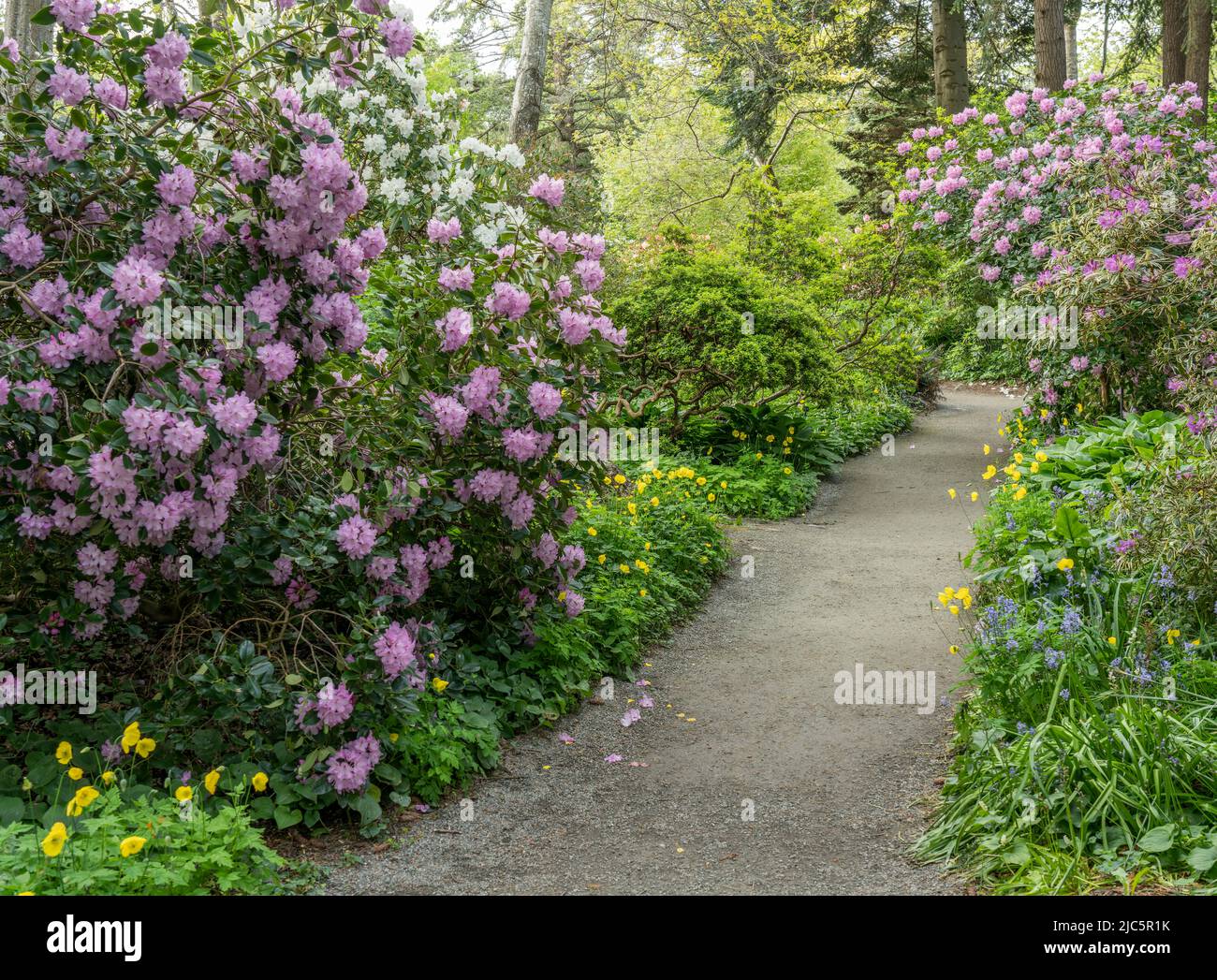 Ein Wanderweg durch die Finnerty Gardens an der University of Victoria in British Columbia, Kanada. Stockfoto