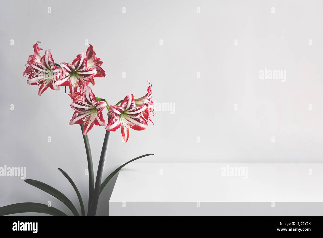 Blühende Amaryllis blühen in der Nähe eines weißen Tisches im Raum, Platz kopieren Stockfoto