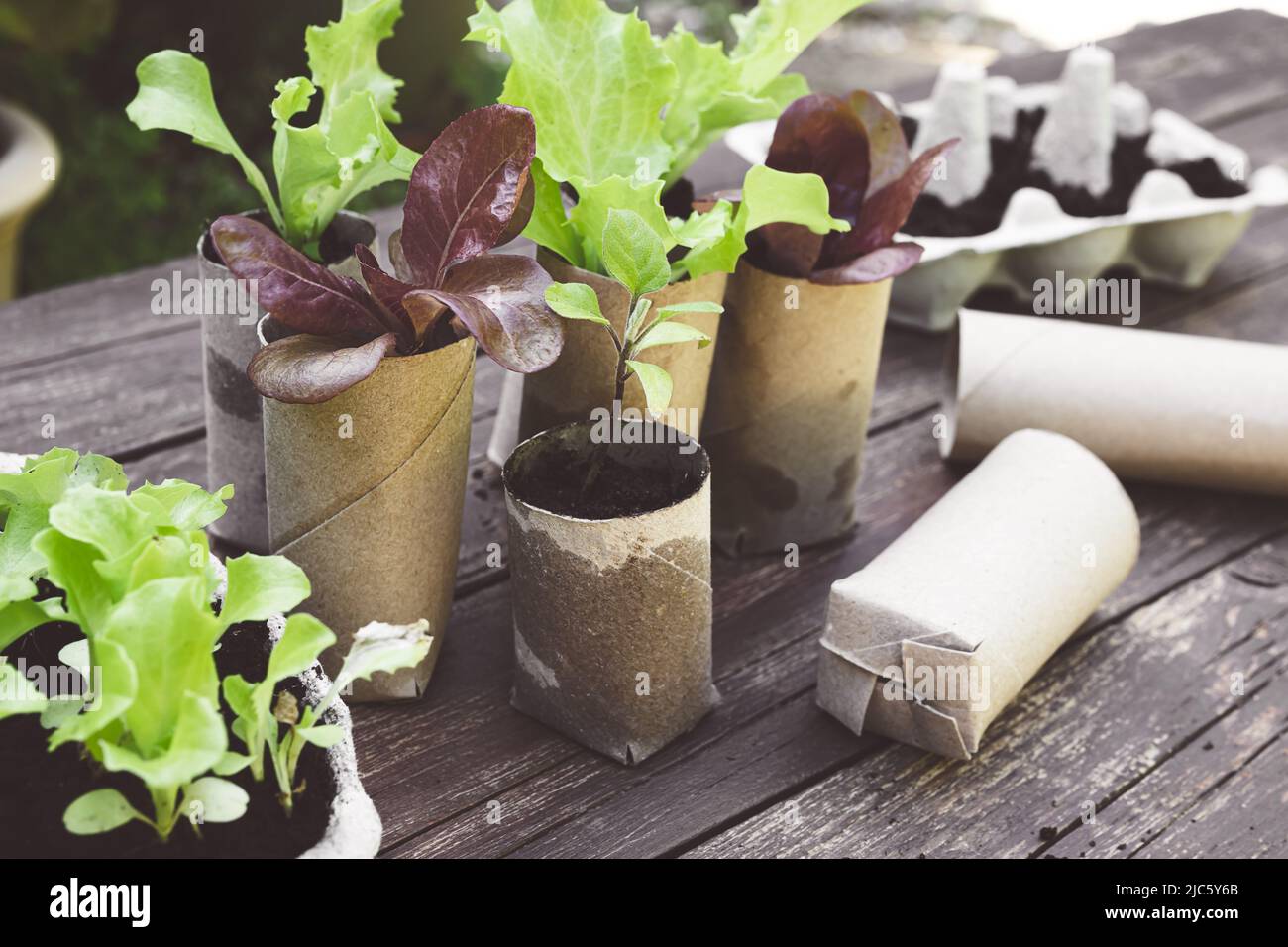 Setzlinge in Toilettenpapierrollen-Innenrohren salzen, nachhaltiges Hausgartenkonzept Stockfoto