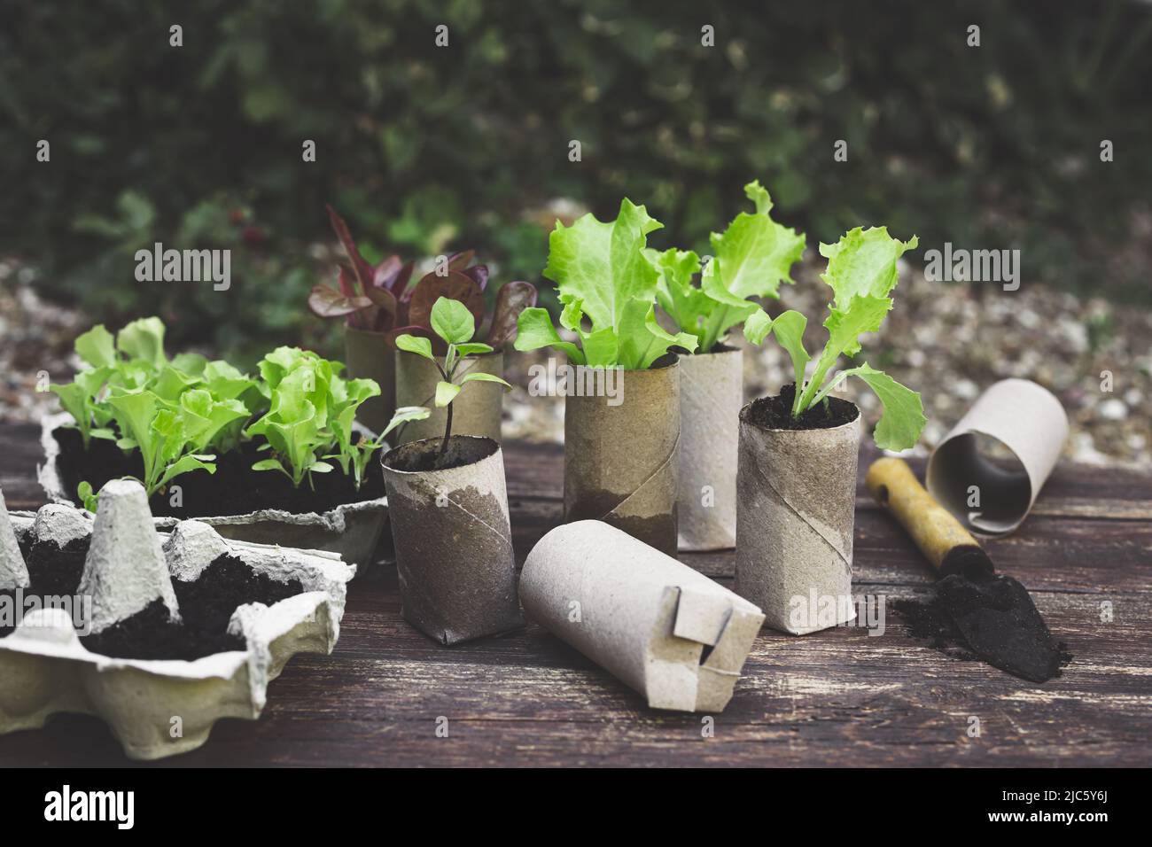 Setzlinge in biologisch abbaubaren Töpfen aus Toilettenpapierrollen-Innenrohren und wiederverwendeten Eierkartons, umweltfreundliches Wohnen und plastikfrei Stockfoto