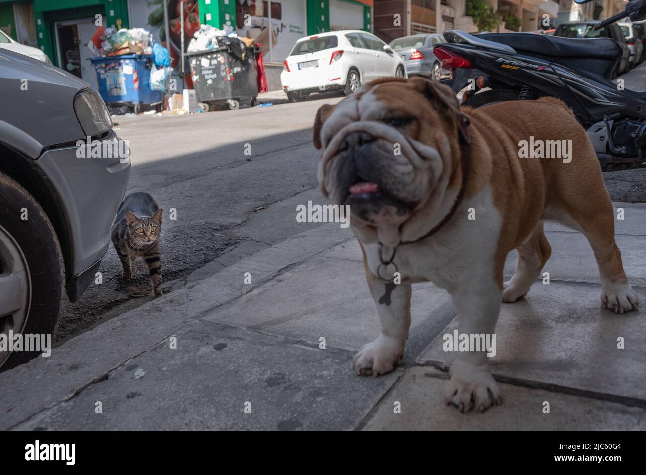 Eine großäugige Katze vermeidet heimlich die Aufmerksamkeit eines Bulldoggen Stockfoto
