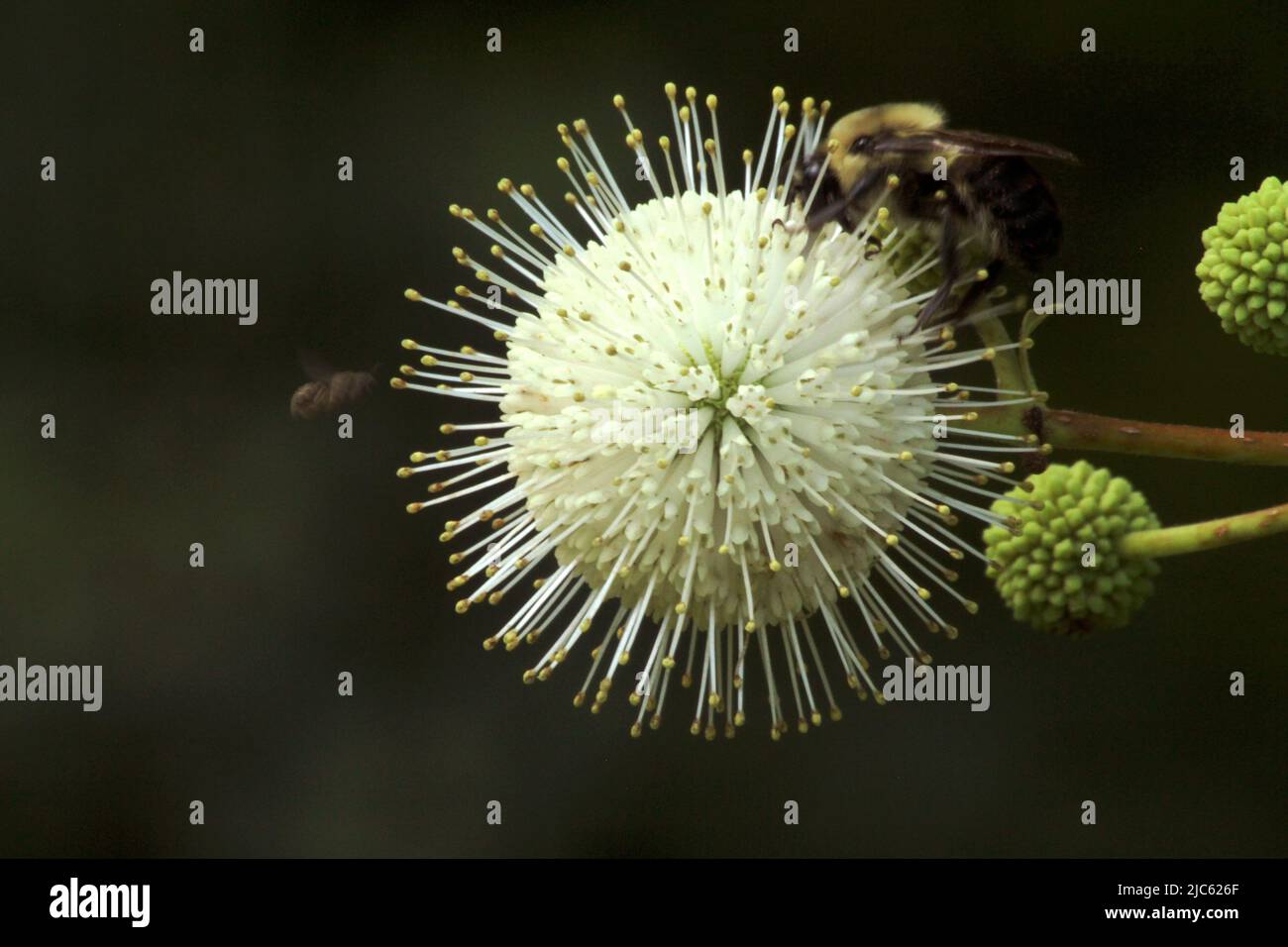 Nahaufnahme der Buttonbuschblüte mit Bestäubern in der Umgebung Stockfoto