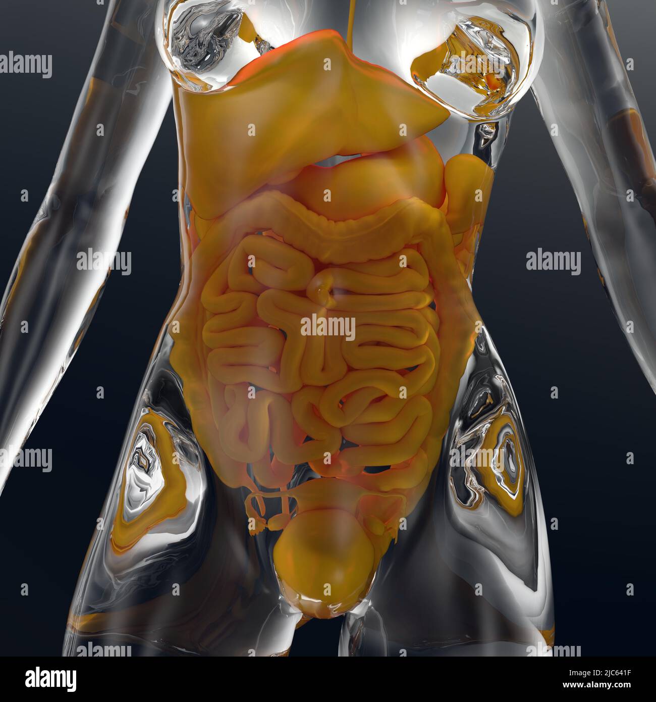3D-Illustration eines weiblichen Glaskörpers mit sichtbaren Organen Stockfoto