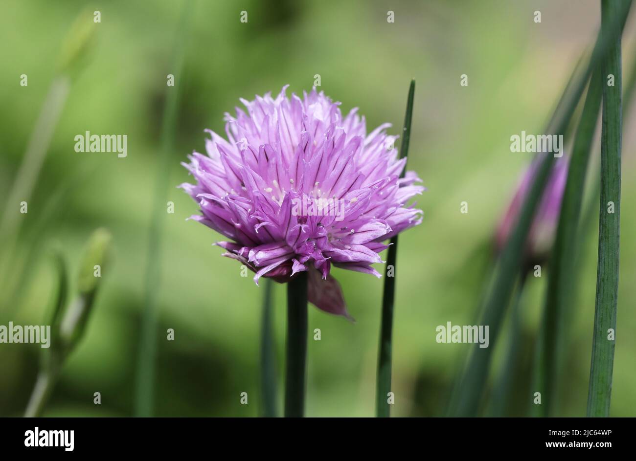 Schnittlauch Blüte - Allium schoenoprasum Stockfoto