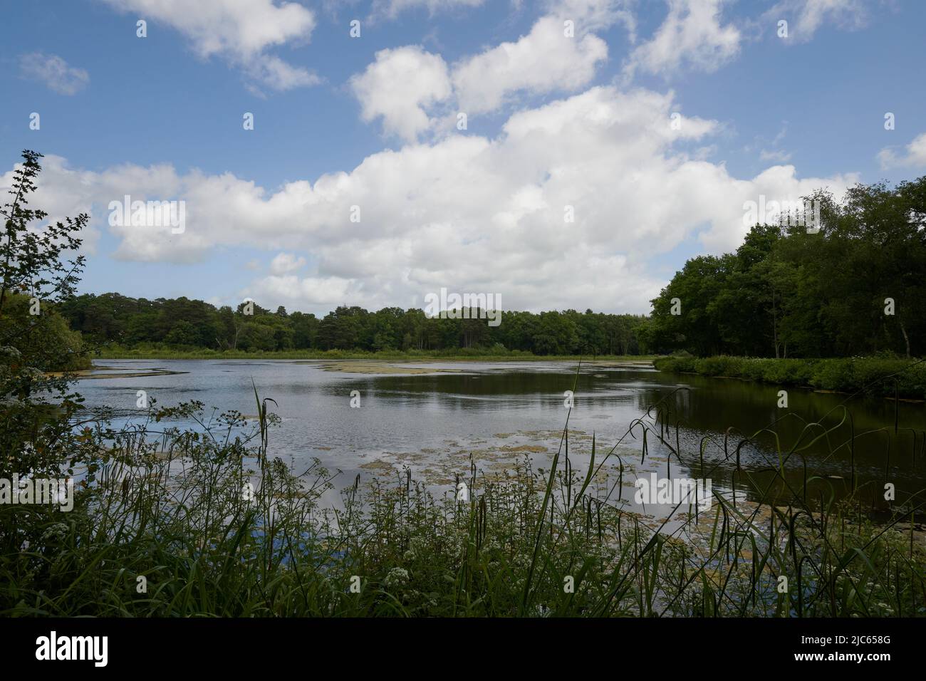 Newton Abbot, Großbritannien. 10.. Juni 2022. UK Wetter: 10 Jun 2022. Teilweise bewölkt, Newton Abbot, Devon, Großbritannien Credit: Will Tudor/Alamy Live News Stockfoto