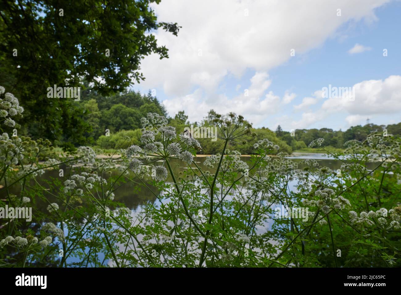 Newton Abbot, Großbritannien. 10.. Juni 2022. UK Wetter: 10 Jun 2022. Teilweise bewölkt, Newton Abbot, Devon, Großbritannien Credit: Will Tudor/Alamy Live News Stockfoto