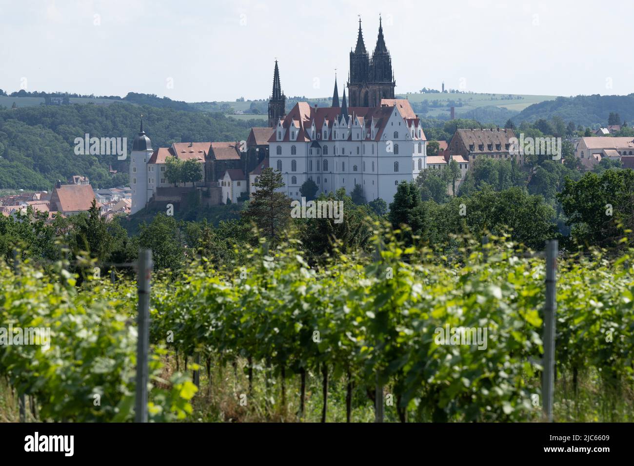 10. Juni 2022, Sachsen, Meißen: Blick über einen Weinberg zur Albrechtsburg und zum Dom. Foto: Sebastian Kahnert/dpa/ZB Stockfoto