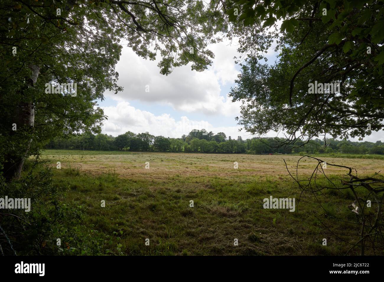 Newton Abbot, Großbritannien. 10.. Juni 2022. UK Wetter: 10 Jun 2022. Teilweise bewölkt, Newton Abbot, Devon, Großbritannien Credit: Will Tudor/Alamy Live News Stockfoto