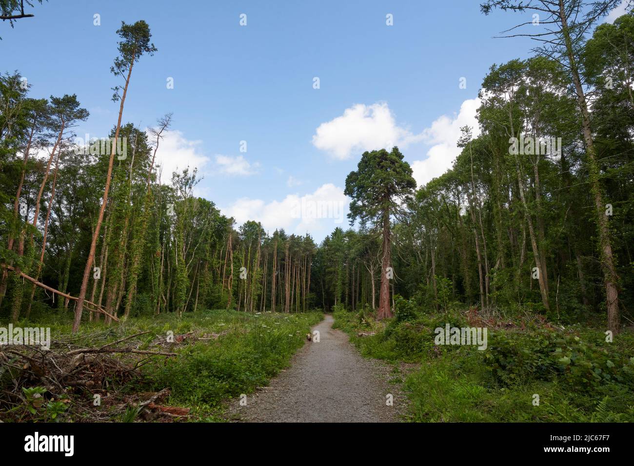 Newton Abbot, Großbritannien. 10.. Juni 2022. UK Wetter: 10 Jun 2022. Teilweise bewölkt, Newton Abbot, Devon, Großbritannien Credit: Will Tudor/Alamy Live News Stockfoto