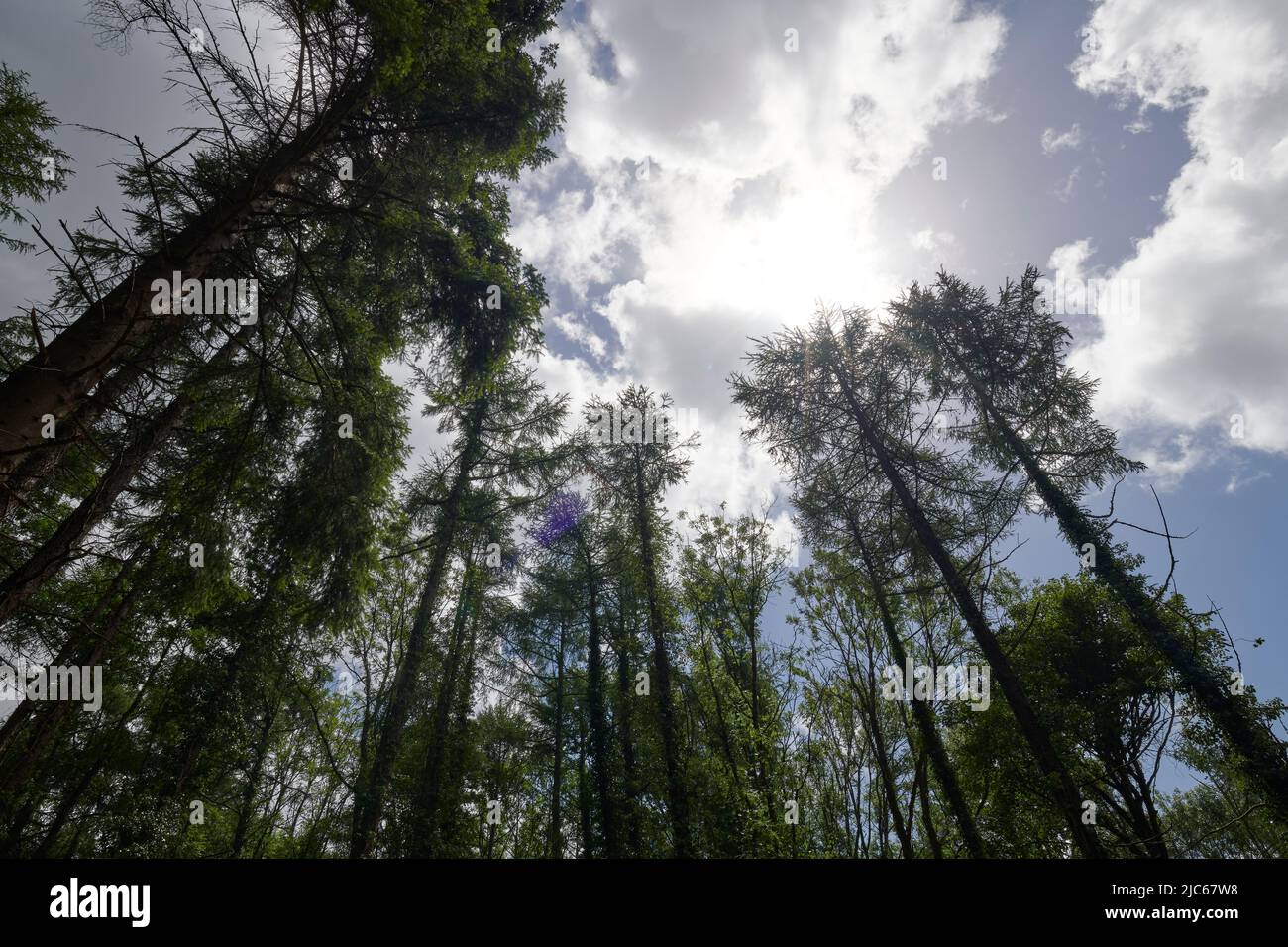 Newton Abbot, Großbritannien. 10.. Juni 2022. UK Wetter: 10 Jun 2022. Teilweise bewölkt, Newton Abbot, Devon, Großbritannien Credit: Will Tudor/Alamy Live News Stockfoto