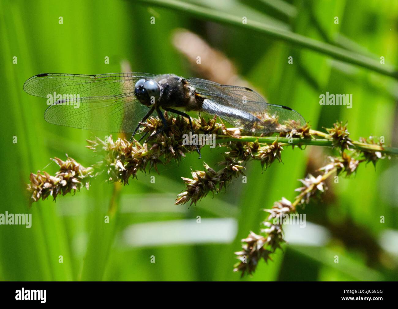 Newton Abbot, Großbritannien. 10.. Juni 2022. UK Wetter: 10 Jun 2022. Teilweise bewölkt, Newton Abbot, Devon, Großbritannien Credit: Will Tudor/Alamy Live News Stockfoto