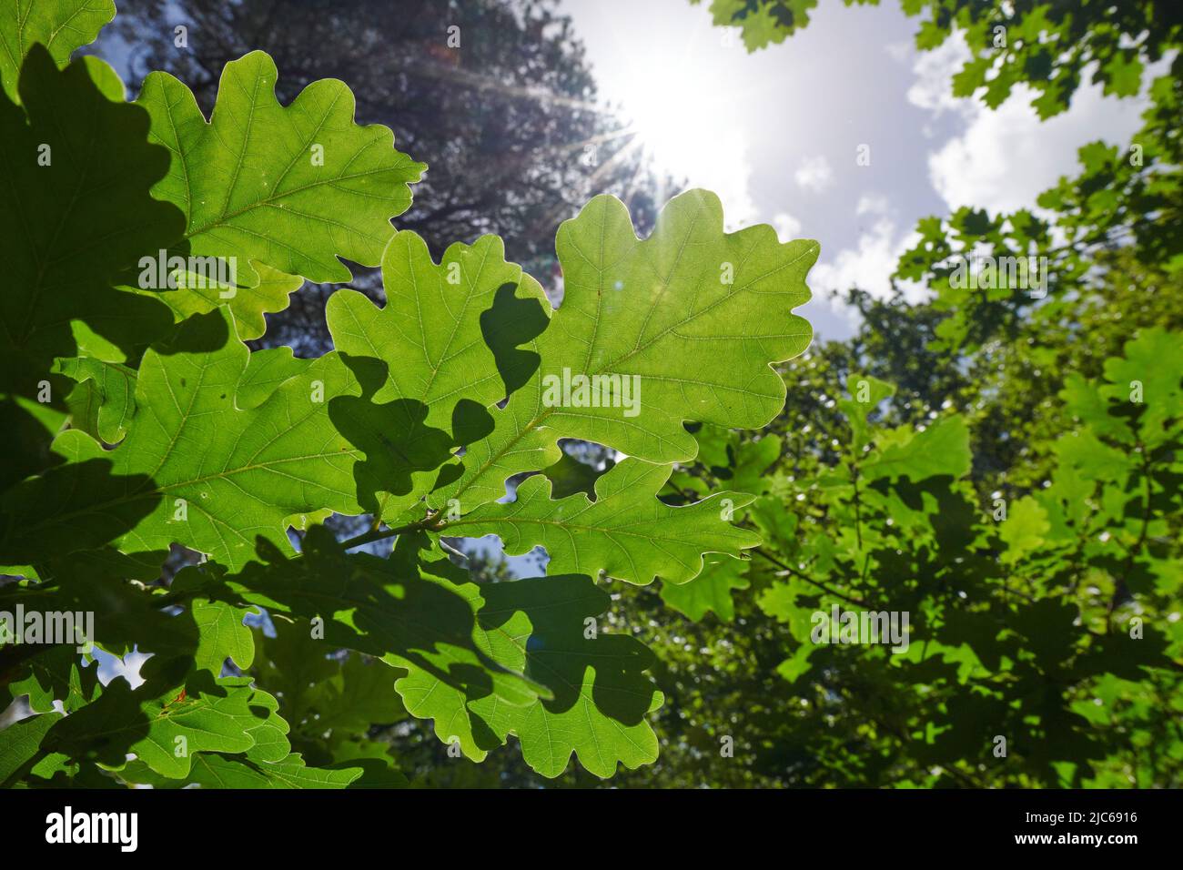 Newton Abbot, Großbritannien. 10.. Juni 2022. UK Wetter: 10 Jun 2022. Teilweise bewölkt, Newton Abbot, Devon, Großbritannien Credit: Will Tudor/Alamy Live News Stockfoto