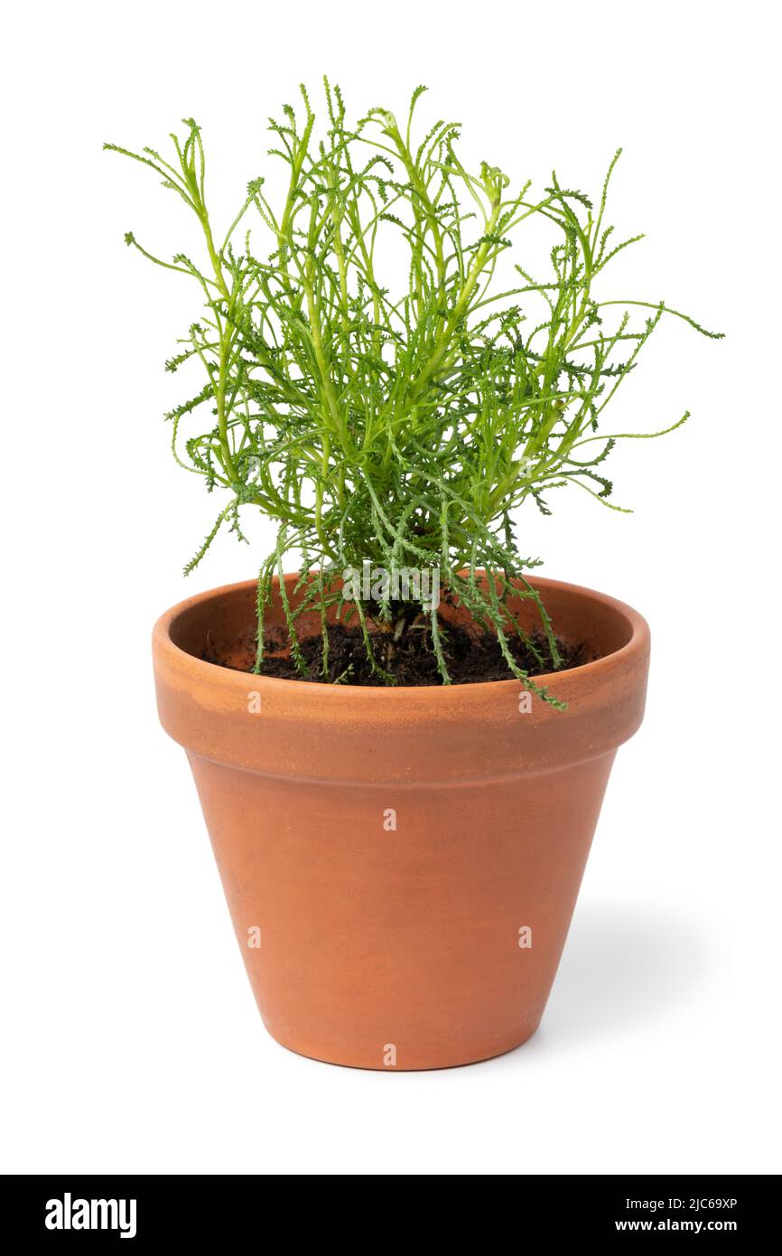 Santolina viridis Pflanze in einem Topf isoliert auf weißem Hintergrund Stockfoto