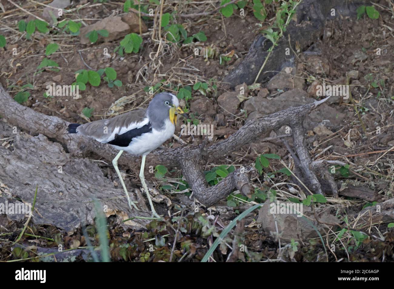 Weißkopfkiebitz am Ufer des Chobe River Botswana Stockfoto