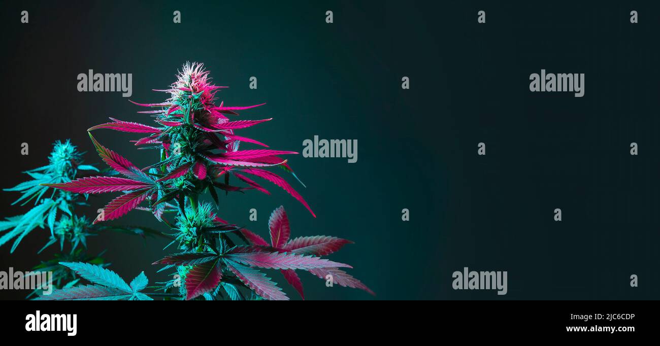Langes Banner mit Cannabispflanzen mit violetten Blättern auf dunkelgrünem Hintergrund. Medizinischer lila Marihuana Hintergrund mit leerem Platz für Text Stockfoto