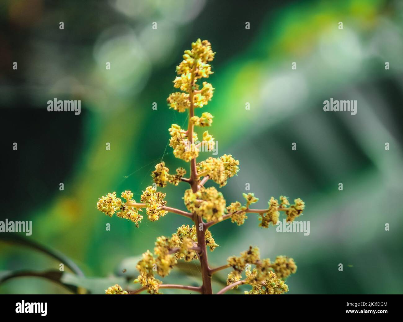 Wunderschöne Mangoblumen Stockfoto