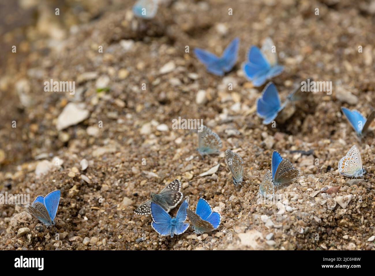 Gruppe von blauen Schmetterlingen aus Chalkhill, die das Wasser auf der Sandoberfläche in der Nähe eines Flusses trinken. Stockfoto