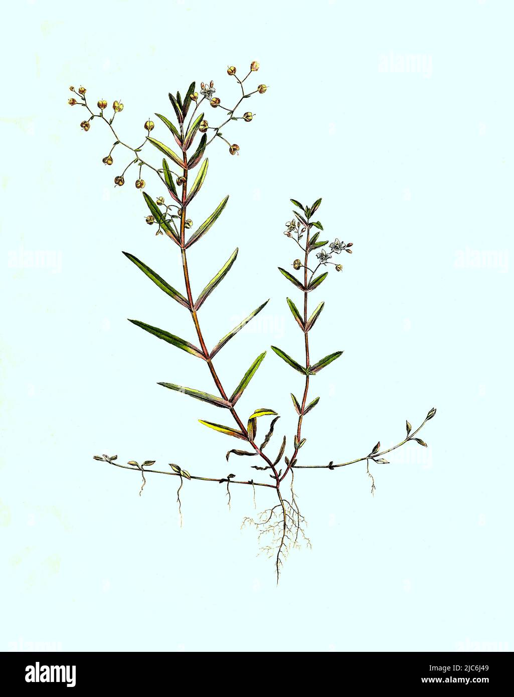 Schild-Ehrenpreis, Veronica scutellata, Historisch, digital restaurierte Reproduktion einer Vorlage aus dem 19. Jahrhundert / Veronica scutellata, Sumpfspeedwell, Skullcap speedwell, Grasleaf speedwell, historisch, Digitale verbesserte Reproduktion eines Originals aus dem 19.. Jahrhundert Stockfoto