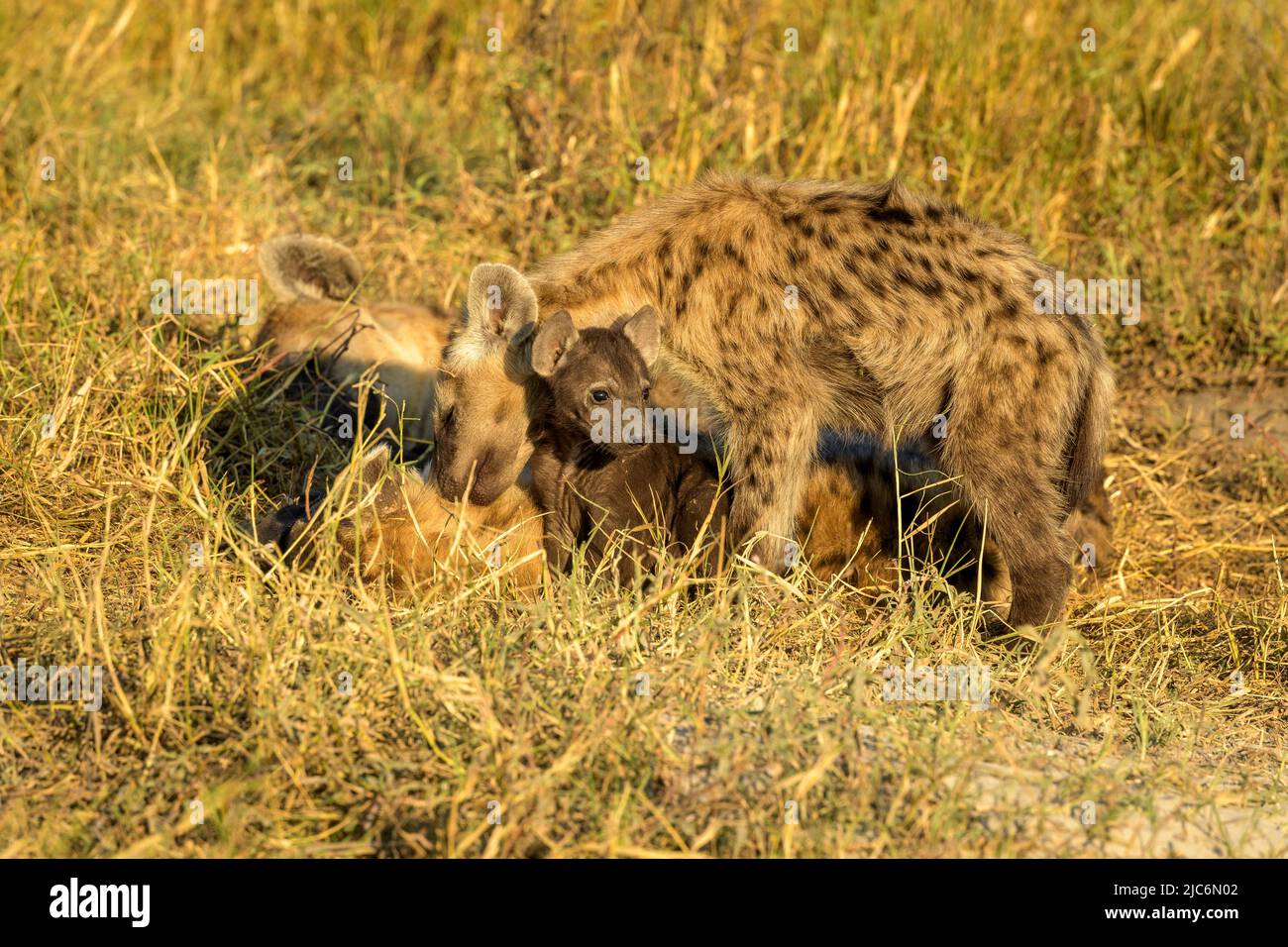 Getupfter Hyena (Crocuta crocuta)-Clan mit jungen Jungen im okavango-Delta, botswana. Stockfoto